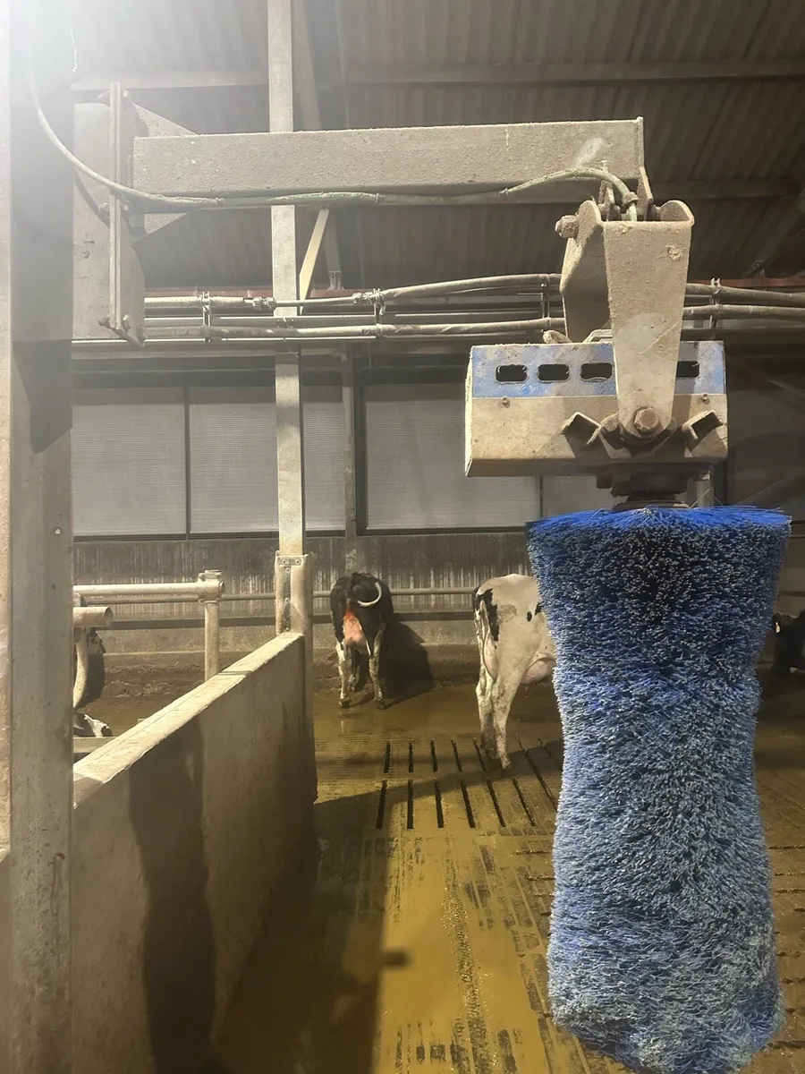 Cow brush’s - Image 4