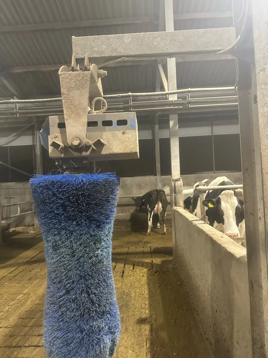 Cow brush’s - Image 2