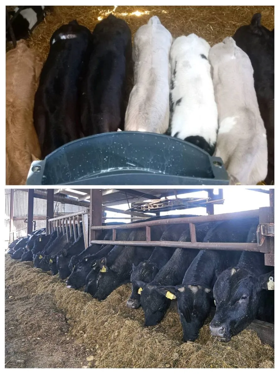 16 AA bulls + 70 CH BB LM AA FR calves homebred - Image 1