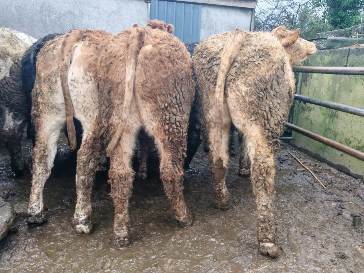 ⭐⭐20 Exceptional Bullock's ⭐⭐ - Image 1