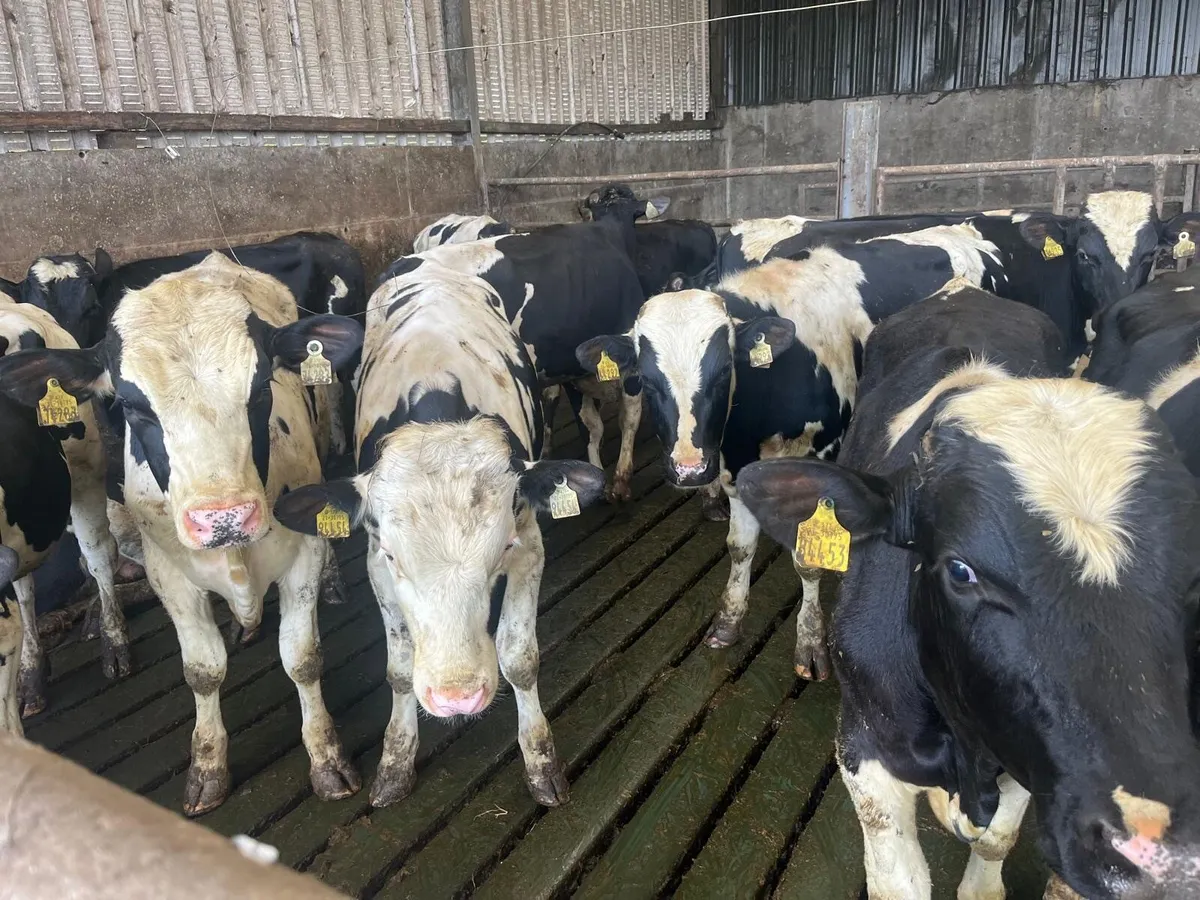 60 friesian bulls - Image 2