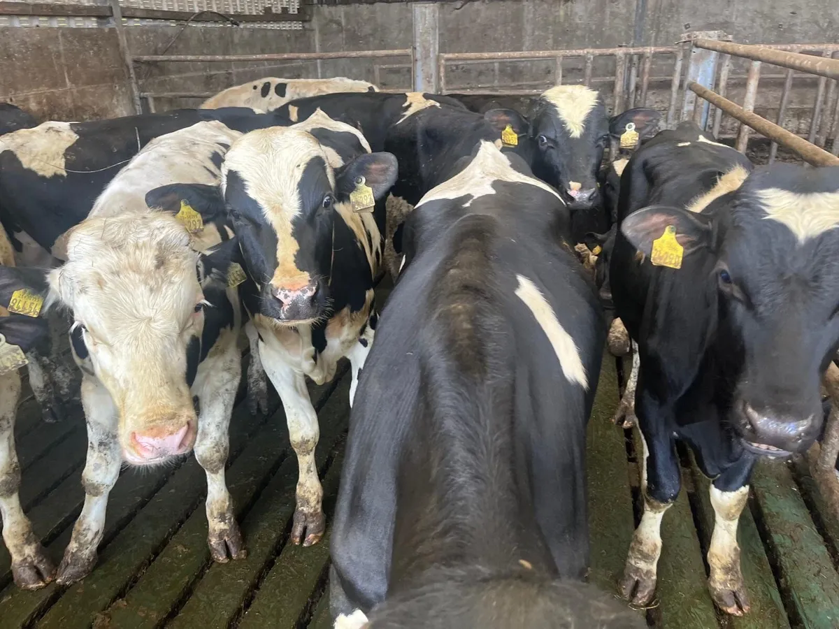 60 friesian bulls - Image 3