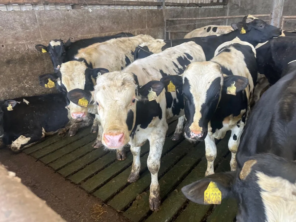 60 friesian bulls - Image 4