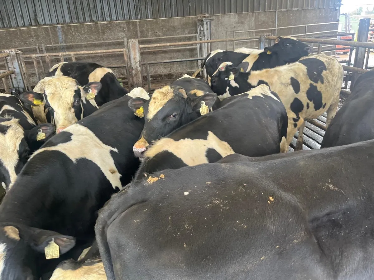 60 friesian bulls - Image 1