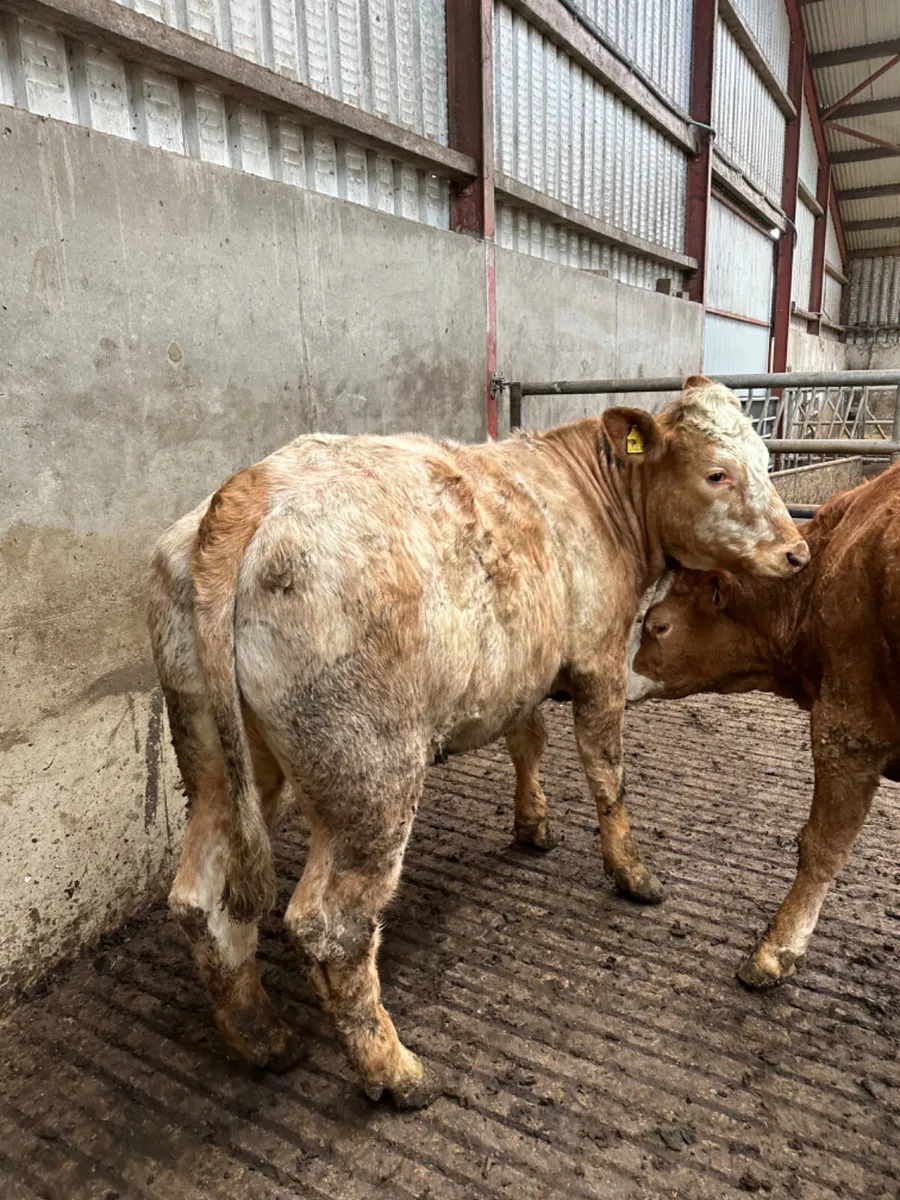 Bulling heifers - Image 3