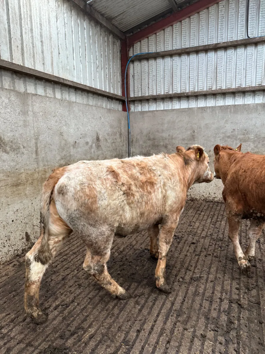 Bulling heifers - Image 1