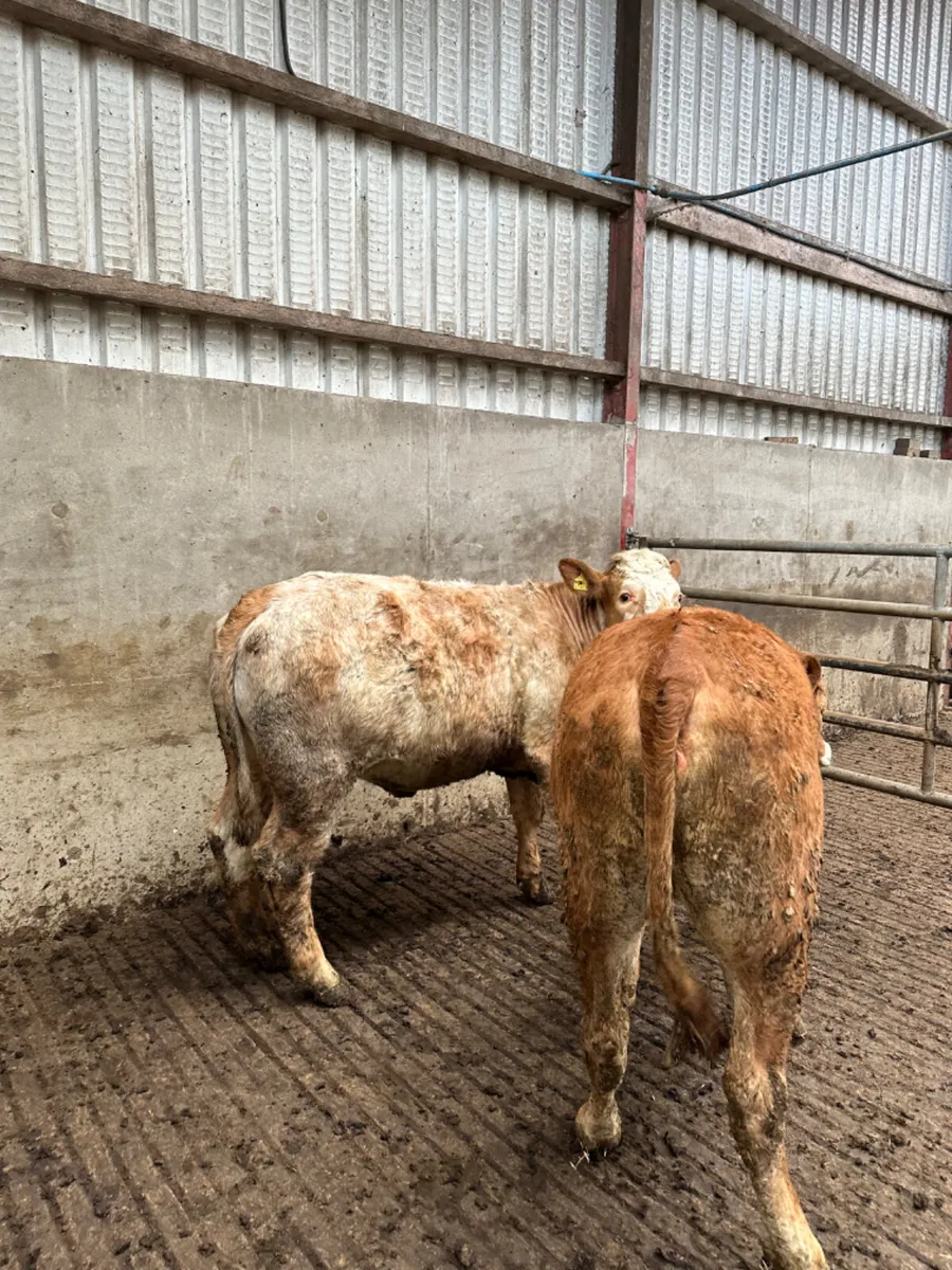 Bulling heifers - Image 4