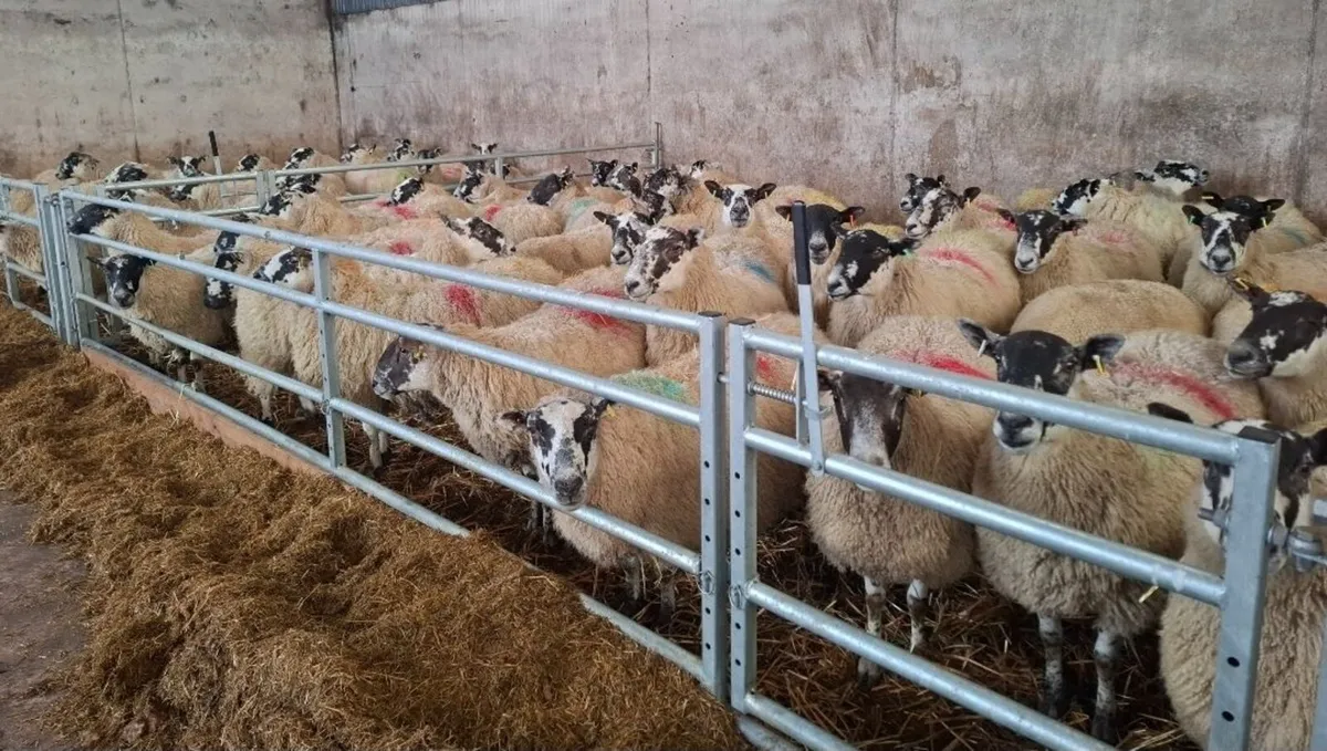 Stockmaster For 365 Sheep Care - Image 2