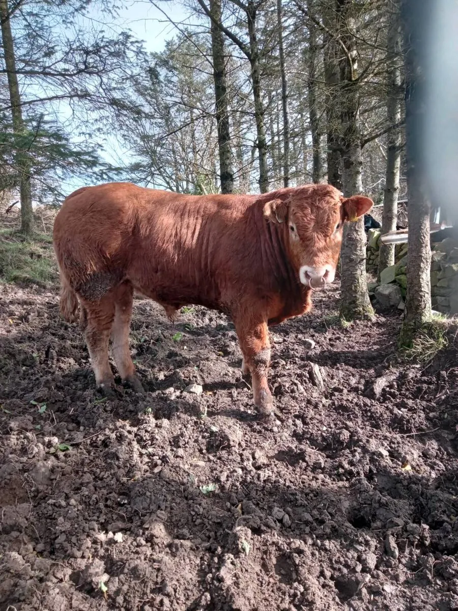 2 Pedigree Limousin bulls - Image 2