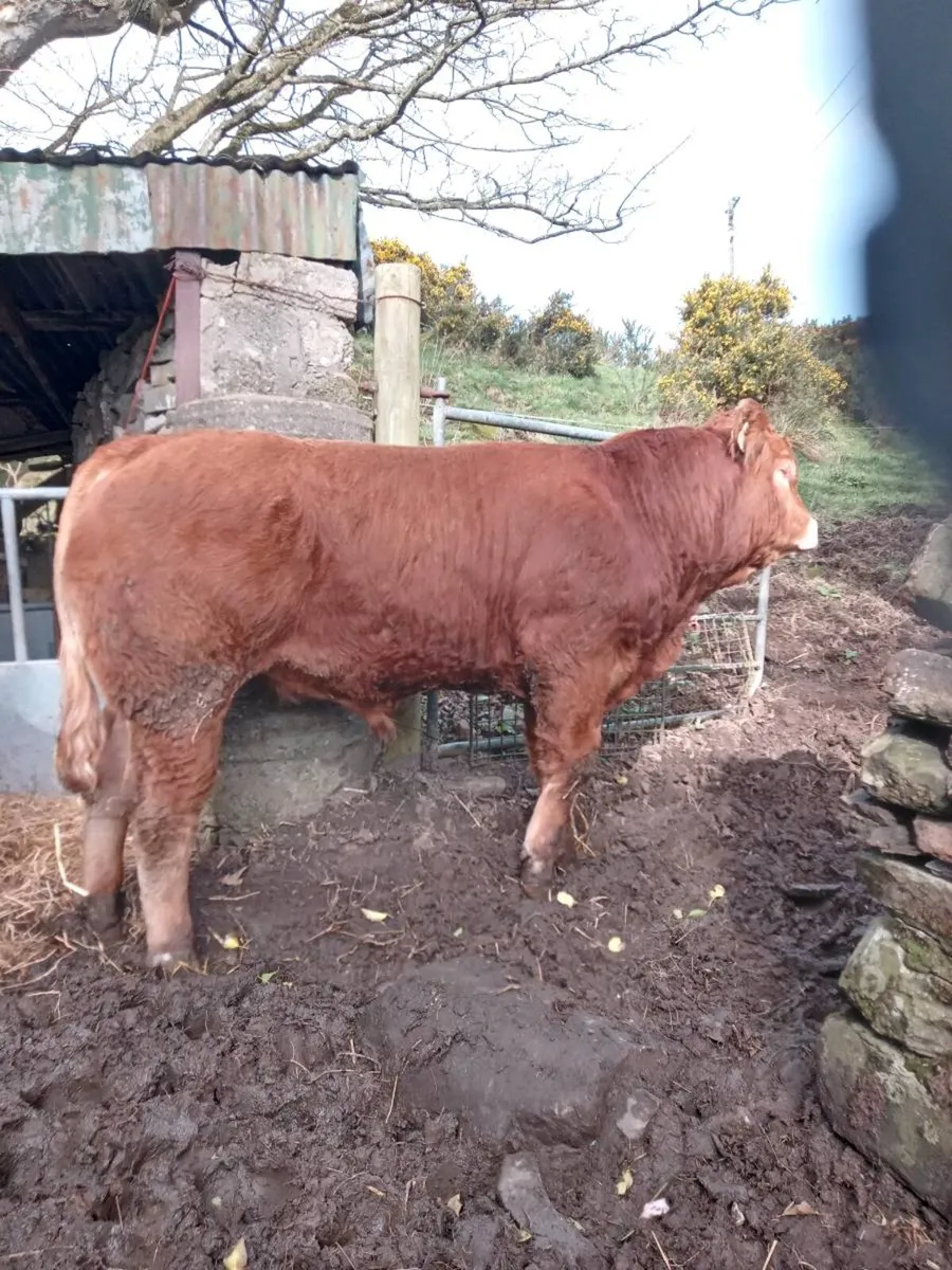 2 Pedigree Limousin bulls - Image 3