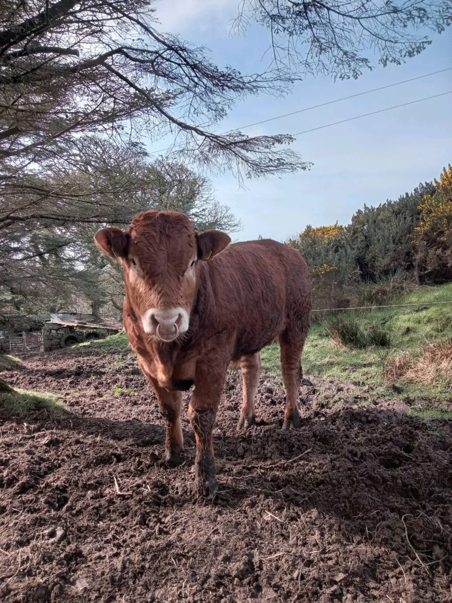 2 Pedigree Limousin bulls - Image 4