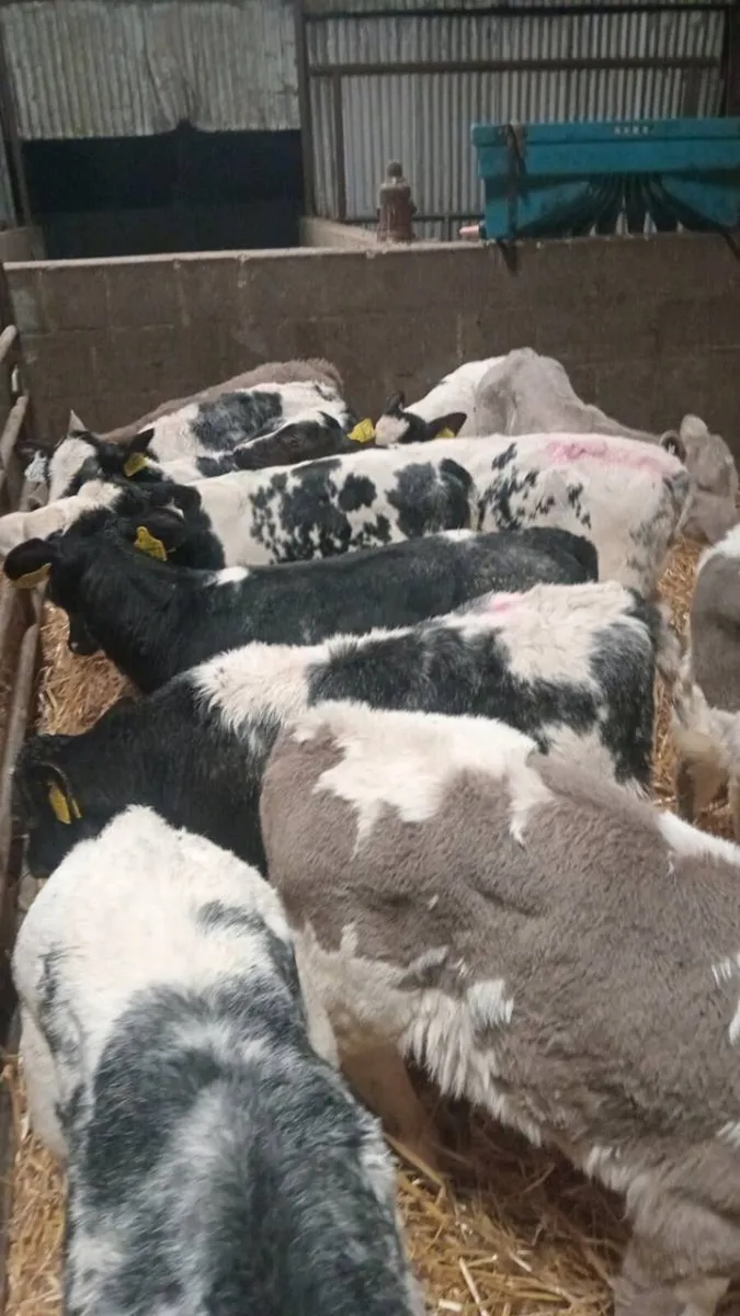 💥 CHAROLAIS & BLUE BUNDLE 💥 - Image 1