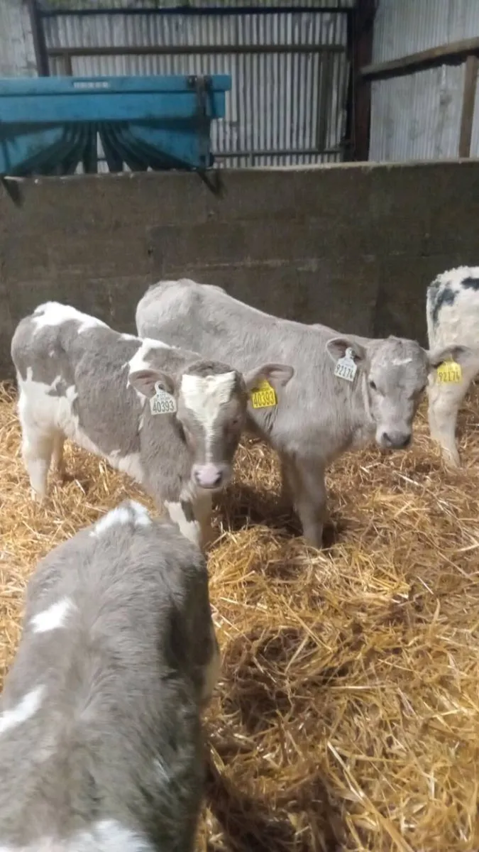 💥 CHAROLAIS & BLUE BUNDLE 💥 - Image 3