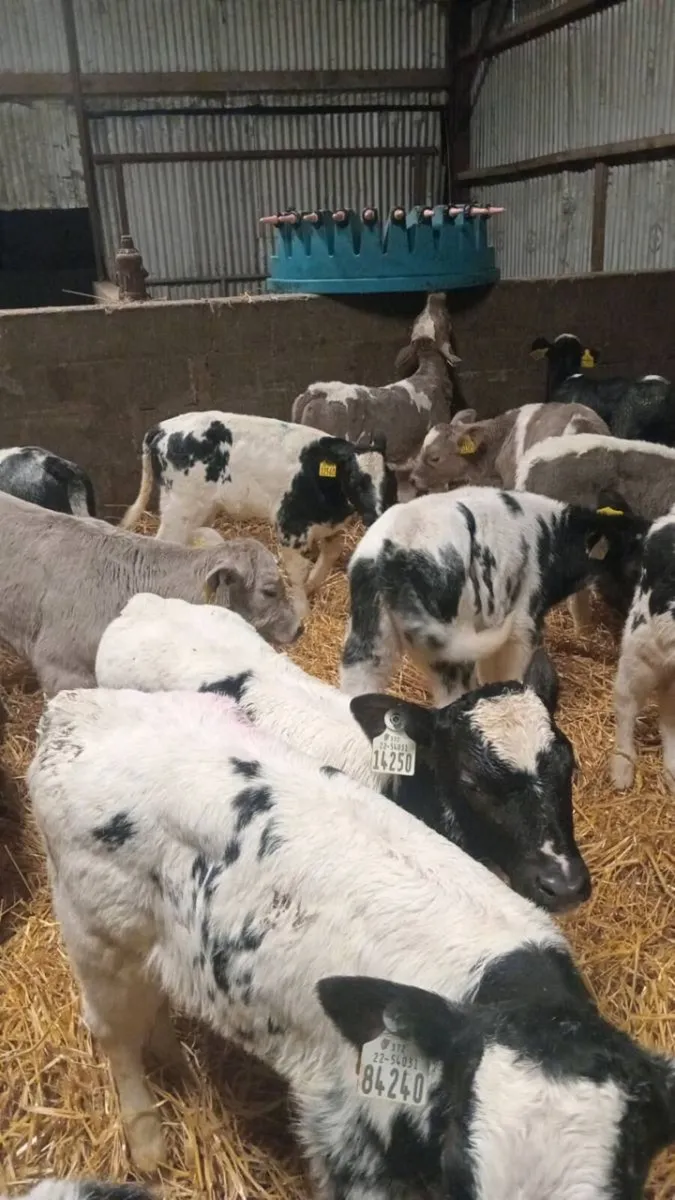 💥 CHAROLAIS & BLUE BUNDLE 💥 - Image 2