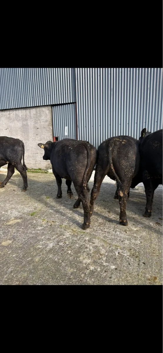 6 x Angus bullocks 340kgs - Image 1