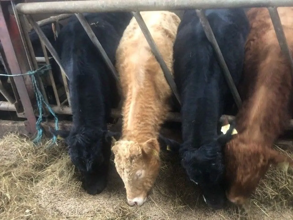 Store bullock s - Image 1