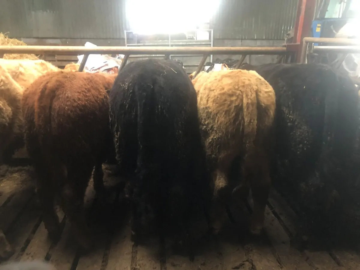 Store bullock s - Image 2