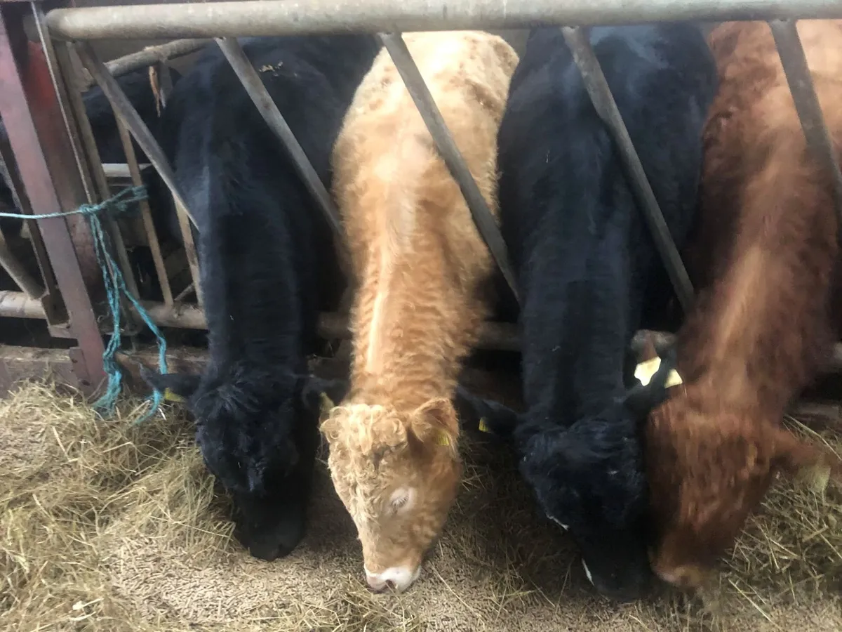 Store bullock s - Image 3