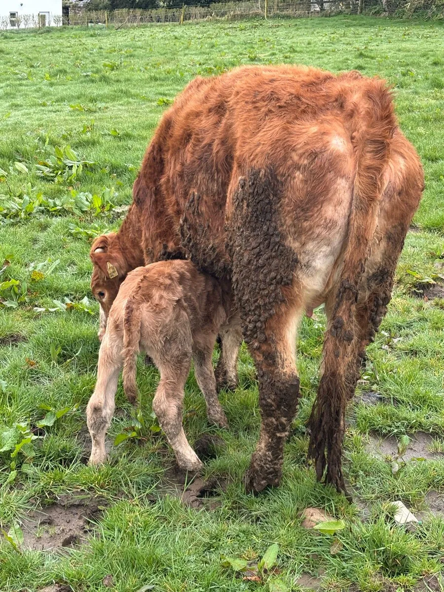 ⭐️⭐️SUPER LIMOUSINE SPRINGER⭐️⭐️ - Image 4