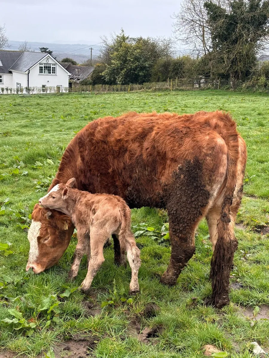 ⭐️⭐️SUPER LIMOUSINE SPRINGER⭐️⭐️ - Image 1