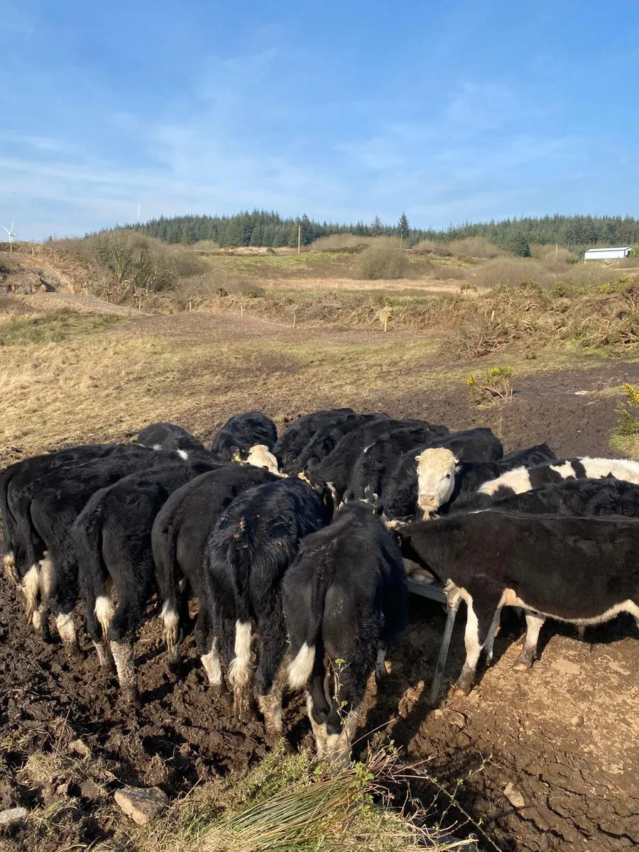 Hereford Bullocks. - Image 1