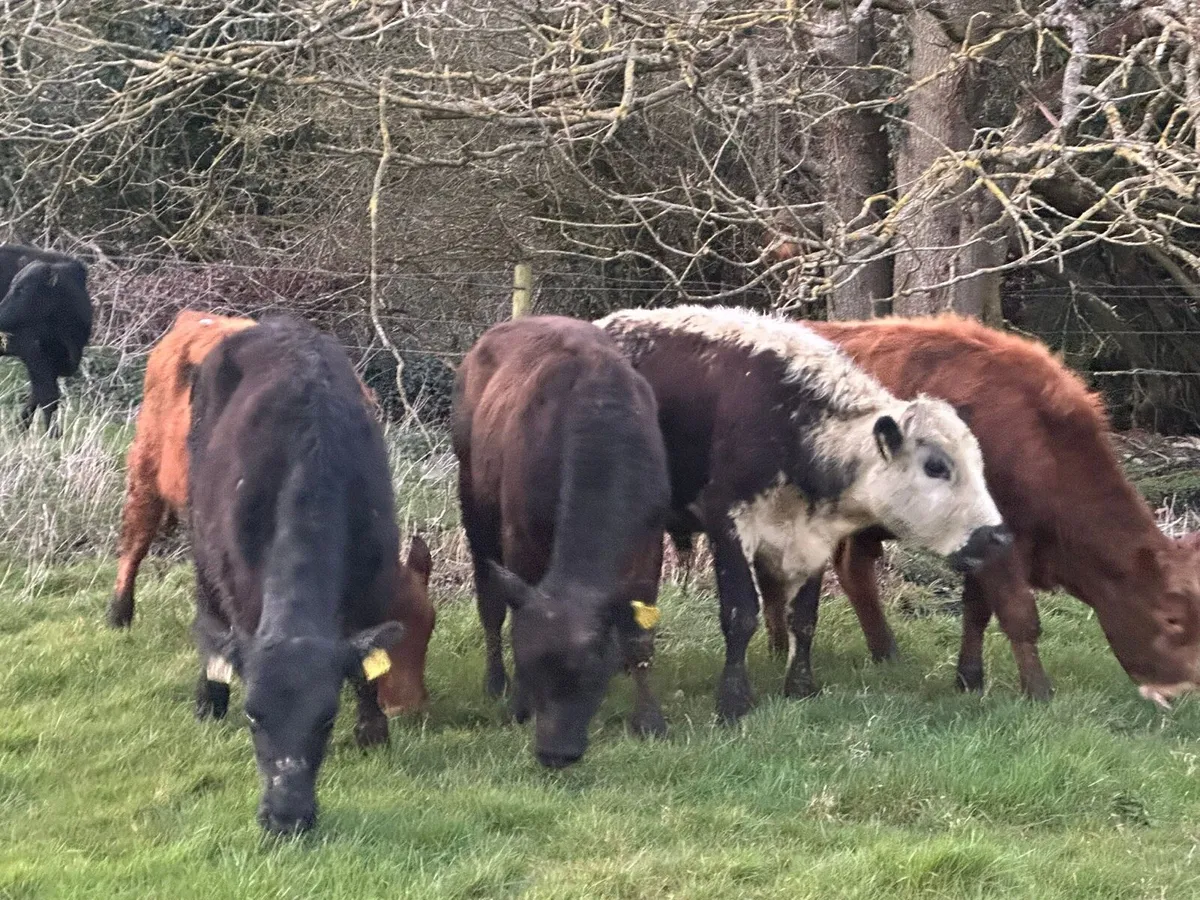 8 Angus bullocks out all winter - Image 3