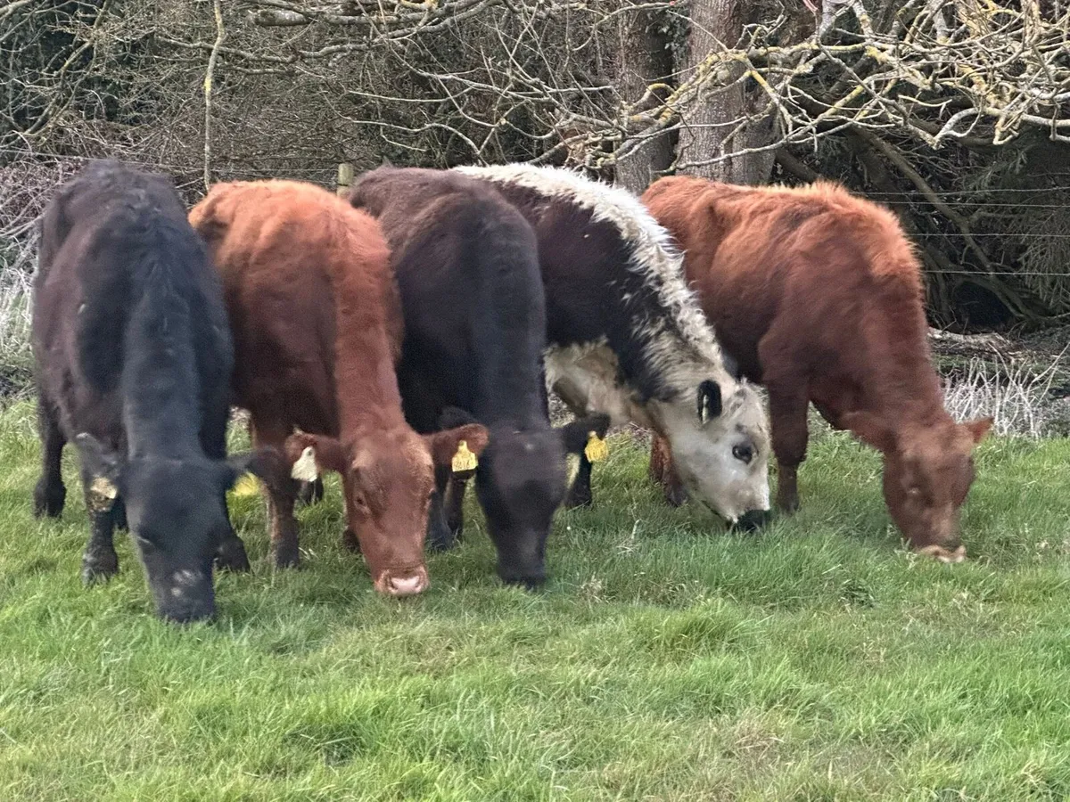 8 Angus bullocks out all winter - Image 1