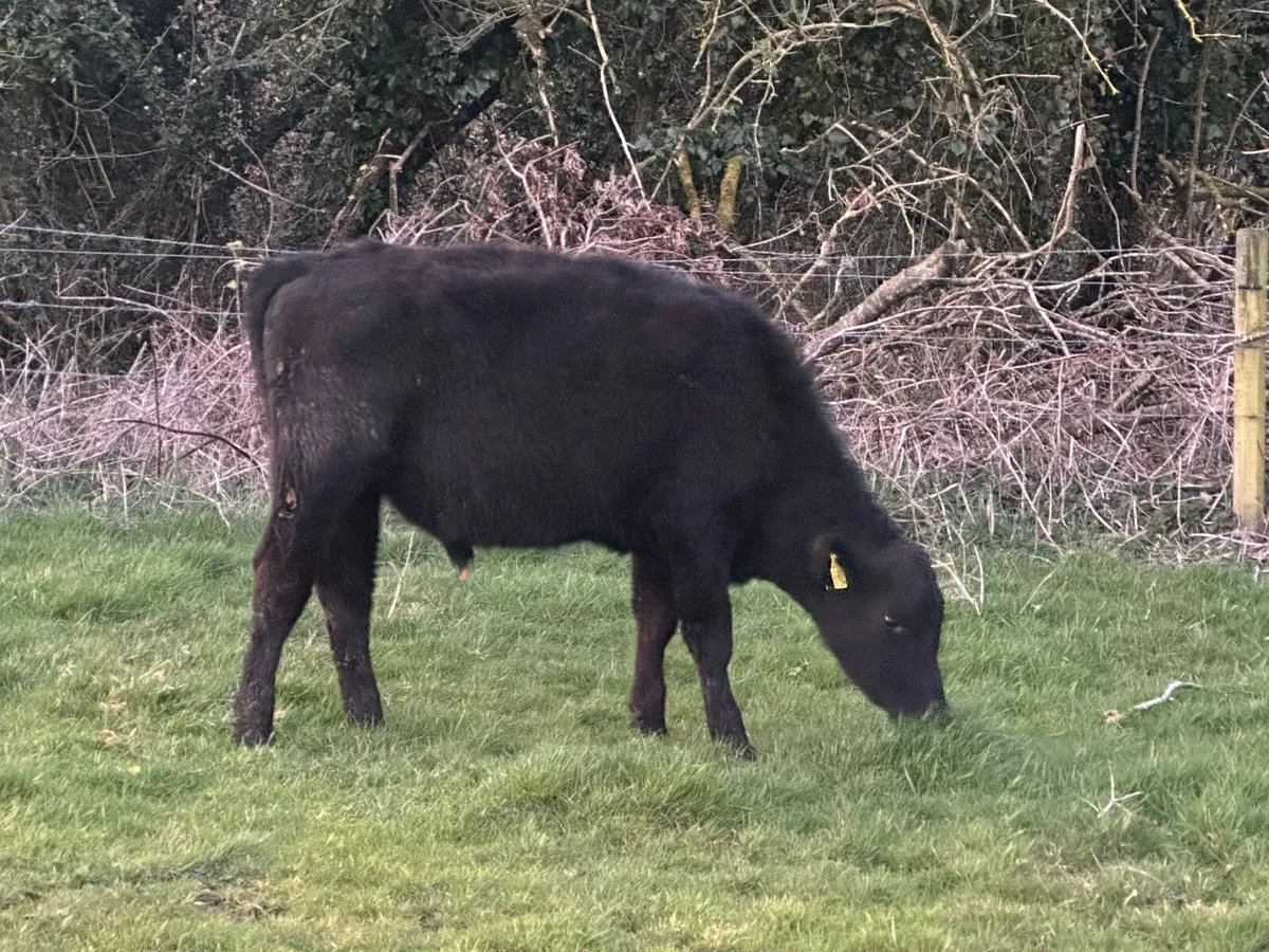 8 Angus bullocks out all winter - Image 4