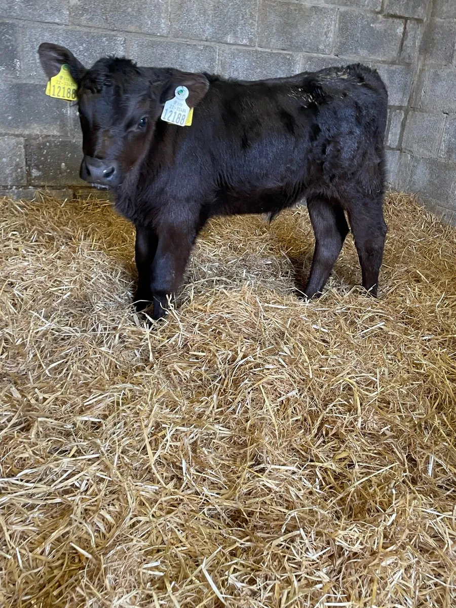 4 Angus Bull Calfs - Image 1