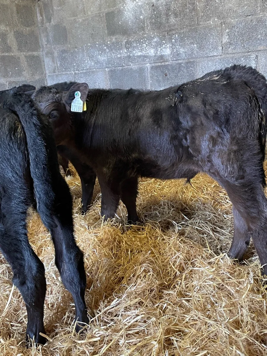 4 Angus Bull Calfs - Image 2