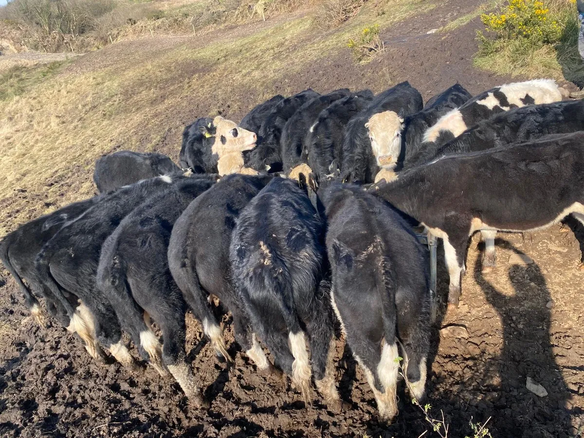 Hereford Bullocks. - Image 2
