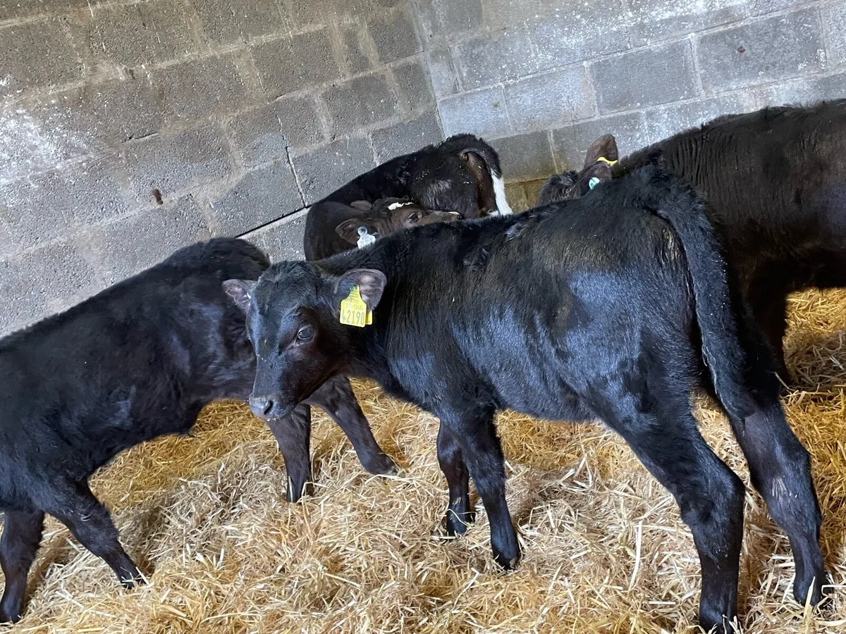4 Angus Bull Calfs - Image 3