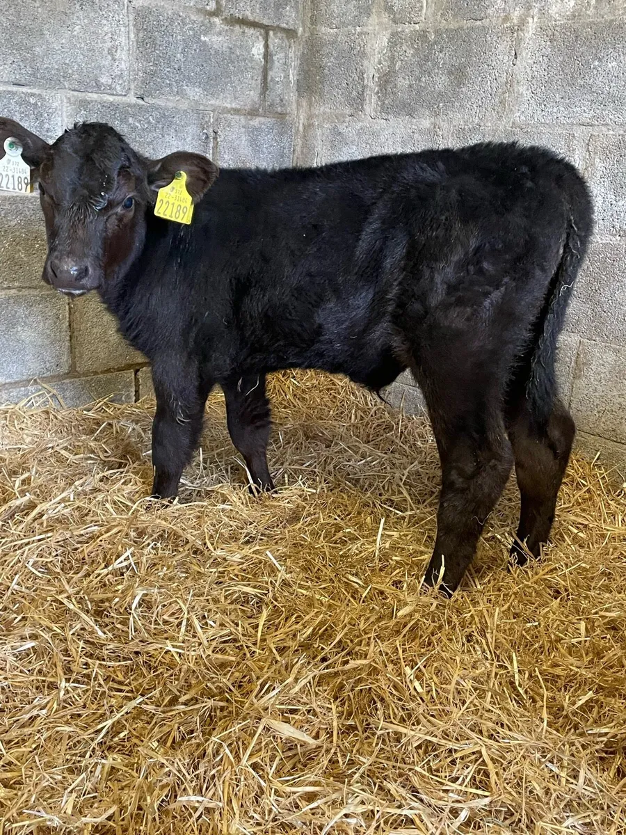 4 Angus Bull Calfs - Image 4