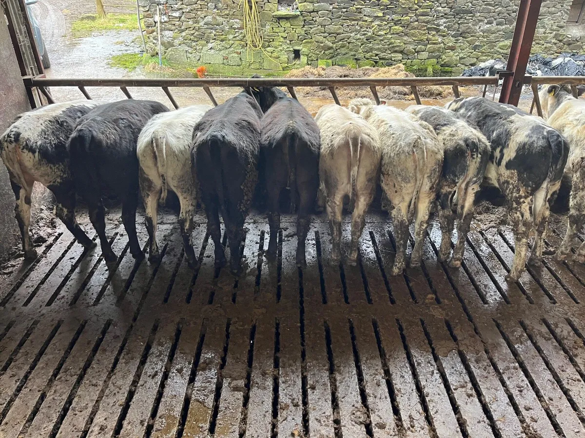 20 super Weanling heifers - Image 2