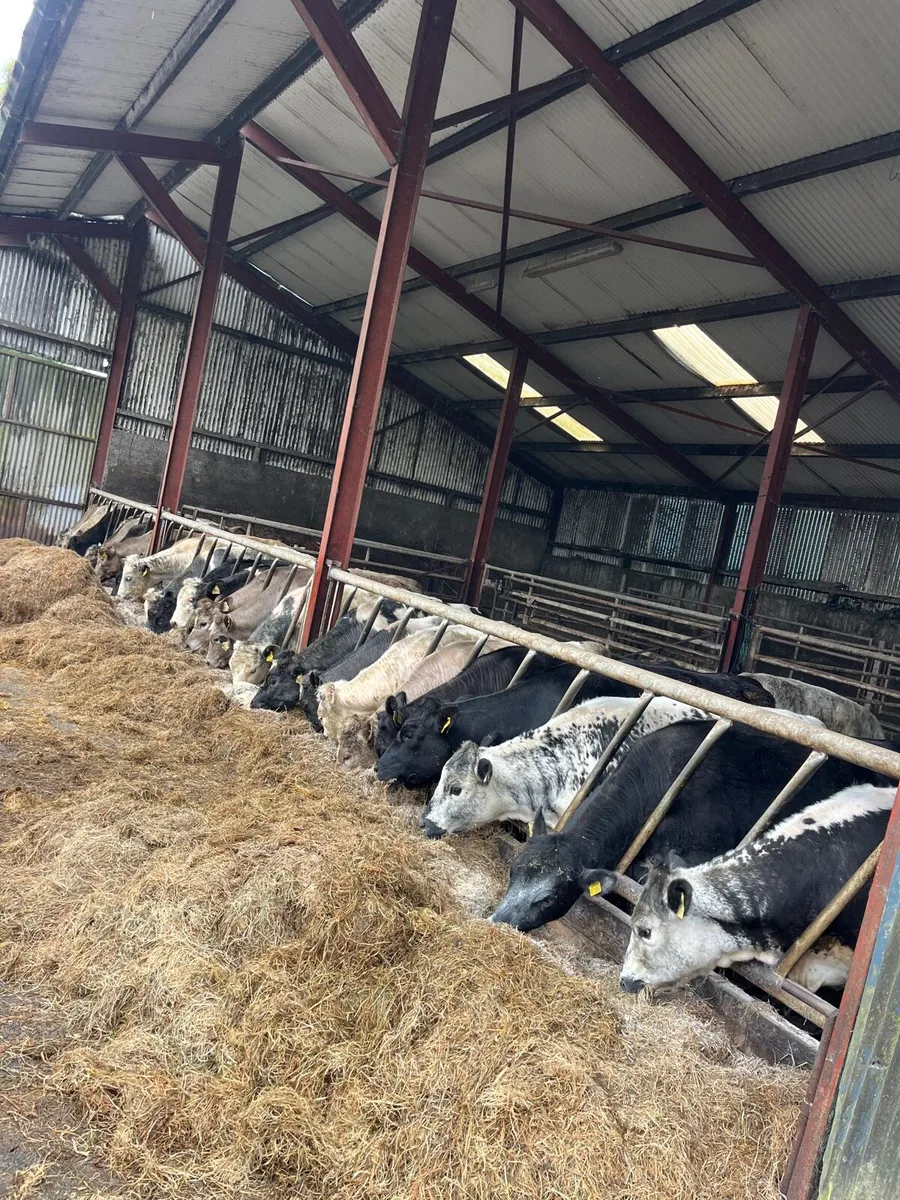 20 super Weanling heifers - Image 1