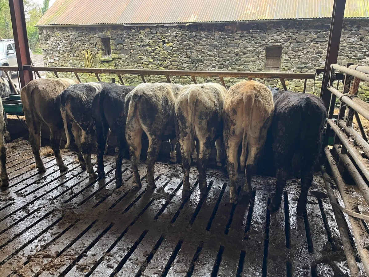 20 super Weanling heifers - Image 3