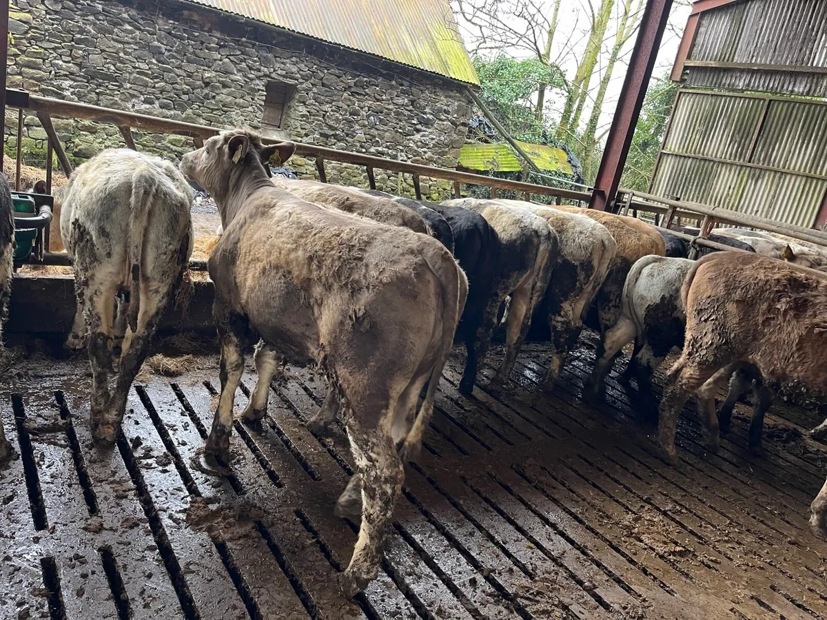 20 super Weanling heifers - Image 4