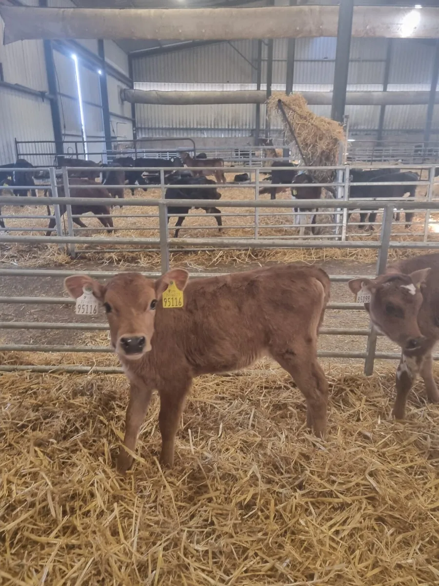 Heifer calves - Image 4