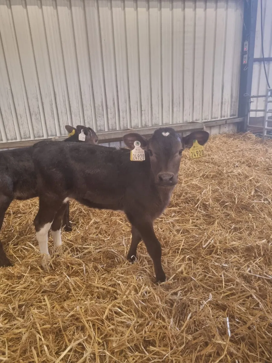 Heifer calves - Image 1