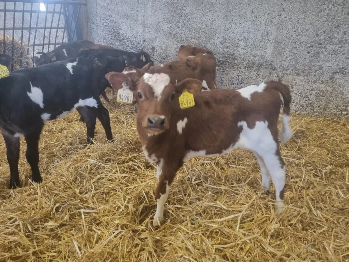 Heifer calves - Image 2
