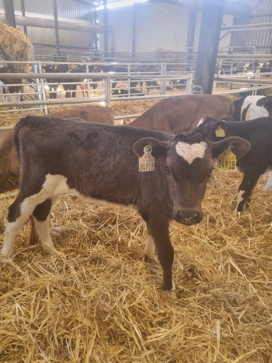 Heifer calves - Image 3