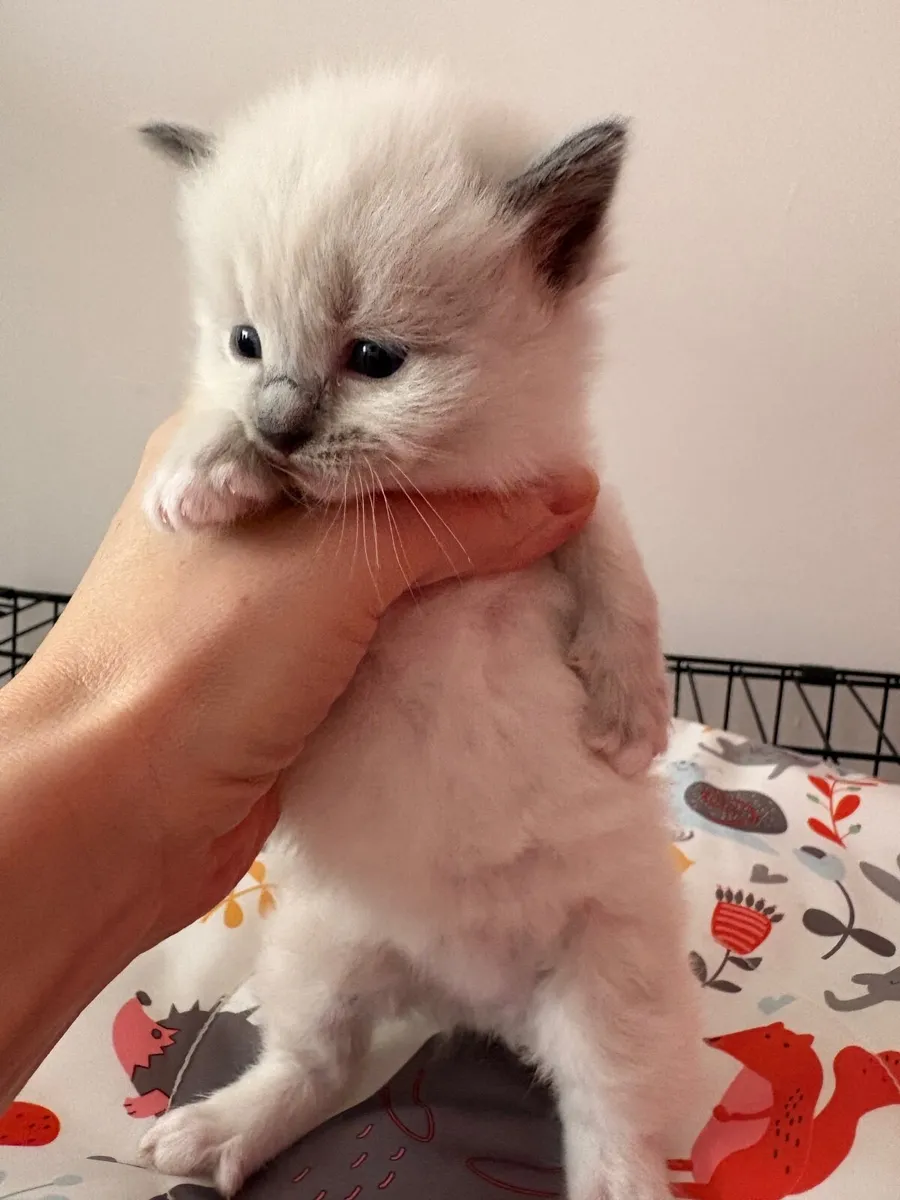 ❤️ Purebred Ragdoll Kitten❤️ - Image 4