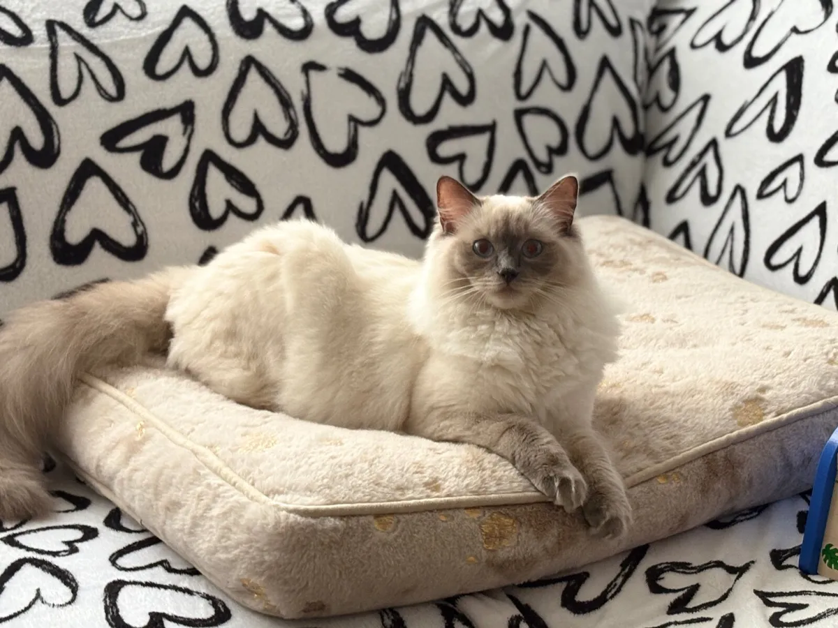 ❤️ Purebred Ragdoll Kitten❤️ - Image 2