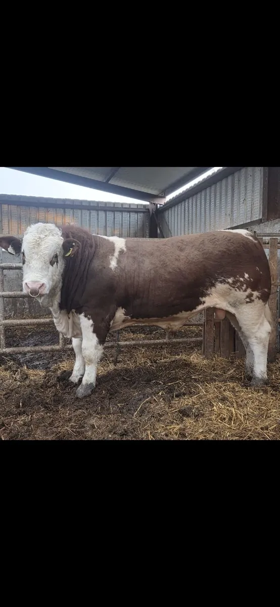 PBR simmental bull - Image 2