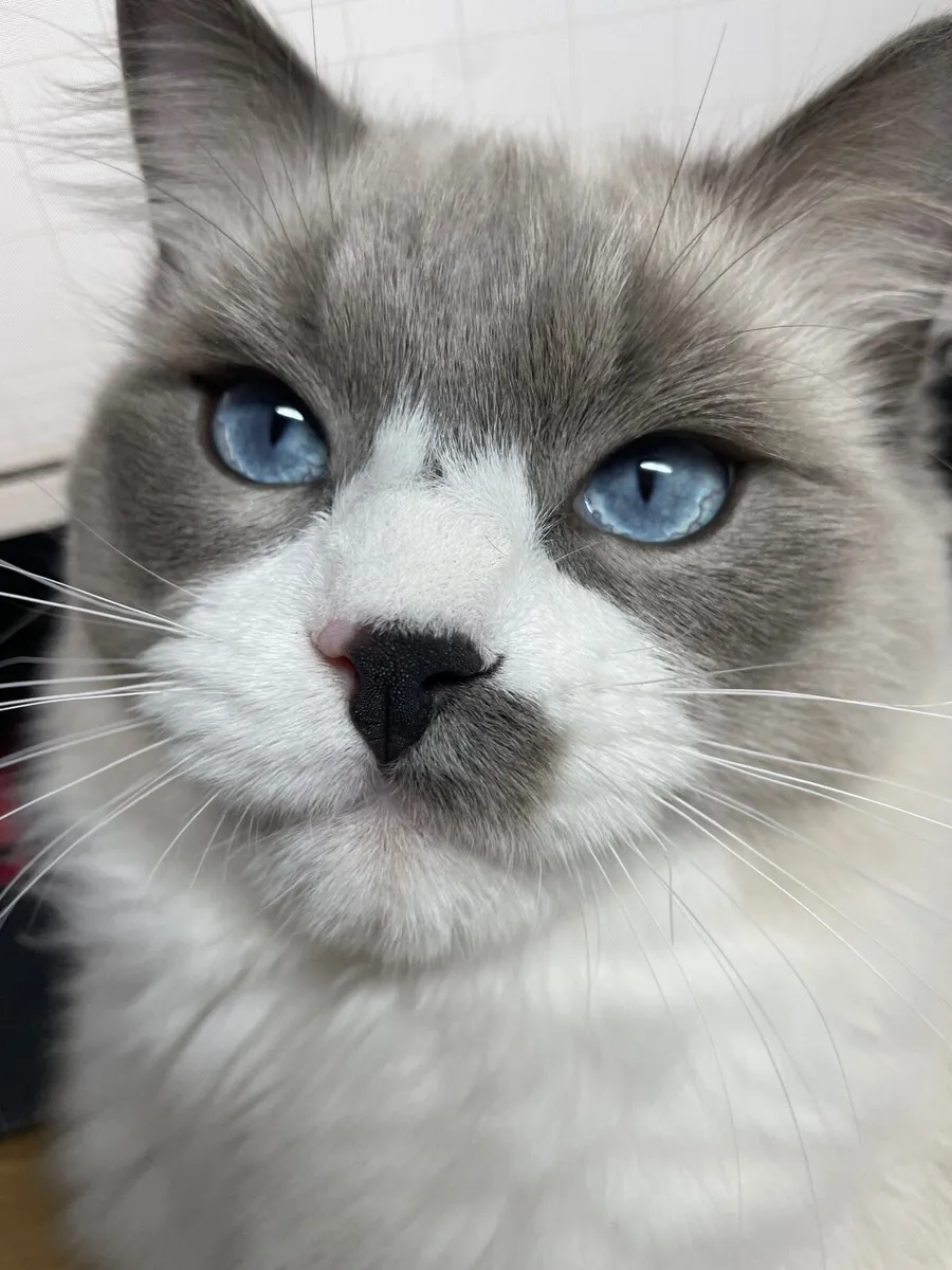 ❤️ Purebred Ragdoll Kitten❤️ - Image 1