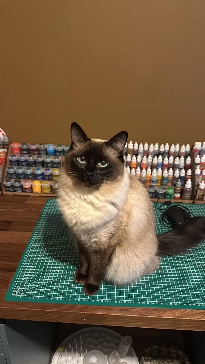 ❤️ Purebred Ragdoll Kitten❤️ - Image 3