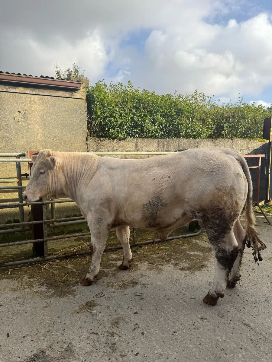 Pedigree Charolais Bull - Image 2