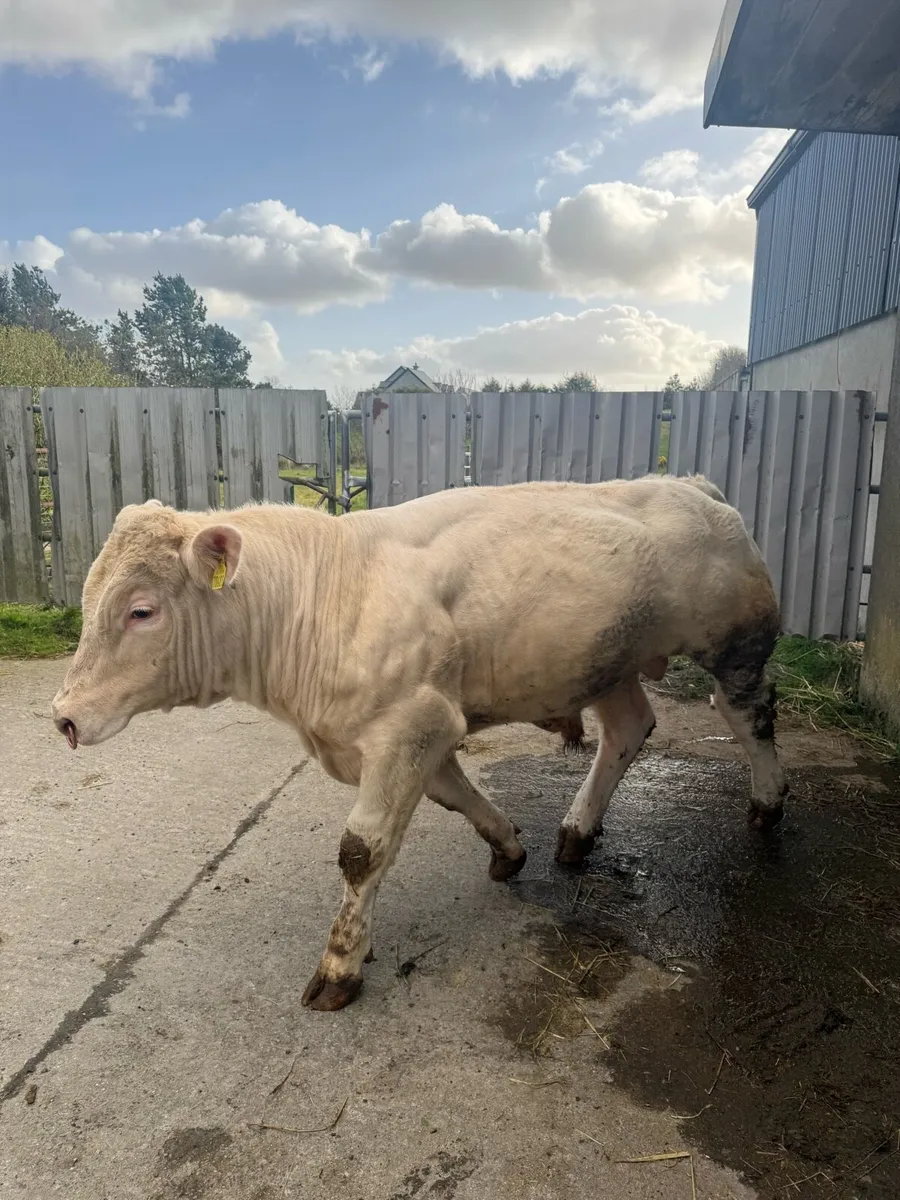 Pedigree Charolais Bull - Image 3