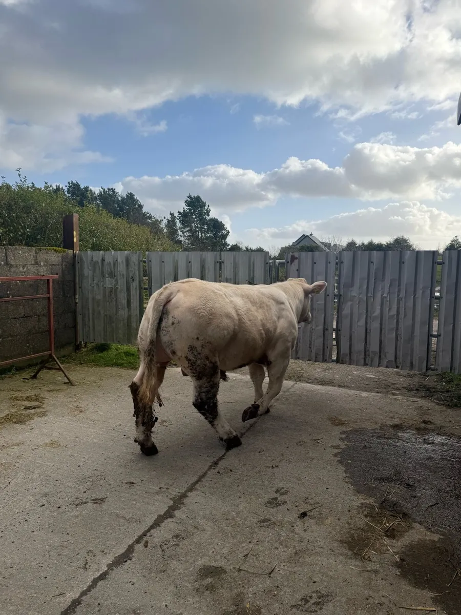 Pedigree Charolais Bull - Image 4