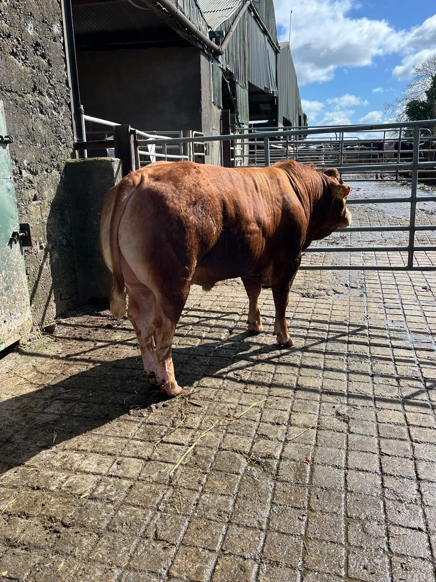 Pedigree Lm Bull - Image 2